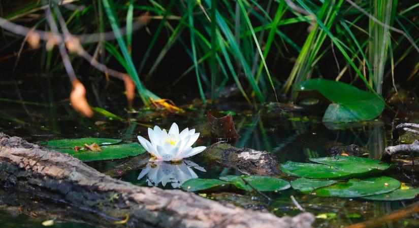 Mi rejlik a sűrű zöld mögött? Meseszép arcát mutatja nyáron a Tócó-patak – fotókkal, videóval