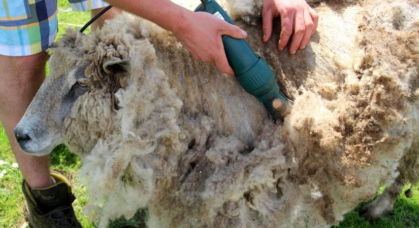 A jövő egyik innovatív anyaga lehet a mezőgazdaságban a bőr és a gyapjú