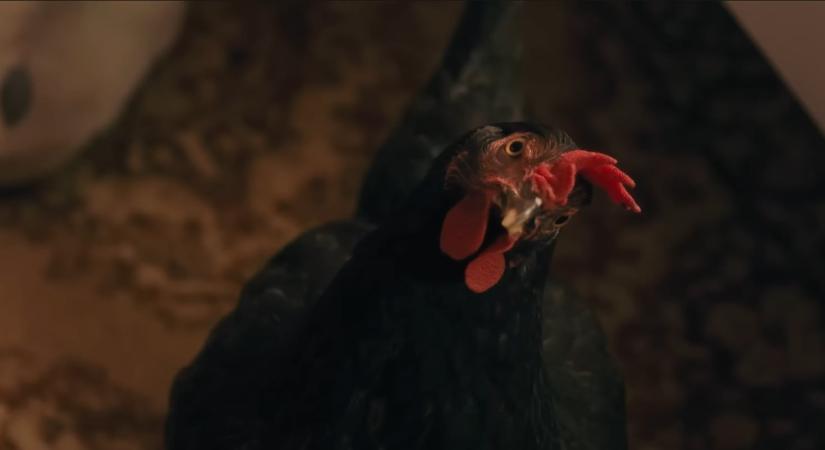 A Tyúk nem a tyúkokról, hanem az emberekről szól – Pálfi György filmrendezővel beszélgettünk