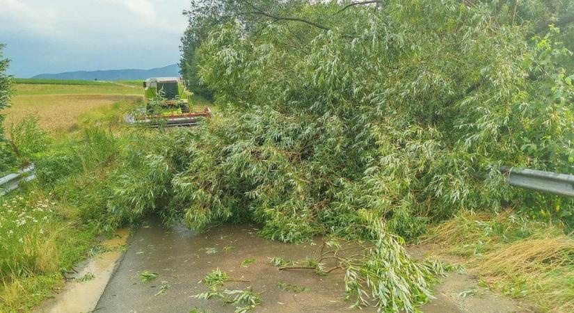 Tombolt a vihar Hevesben: vezetékekre zuhantak a fák, baleset is történt