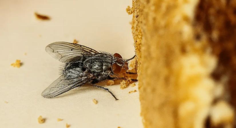 Te is ki nem állhatod a legyeket a lakásban? Ezzel a 2 filléres fűszerrel örökre megszabadulhatsz tőlük