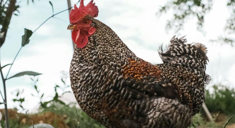 Nagyot ugrott a Bakonyalján a kakaska, páratlan produkció lett belőle (vidám videó)