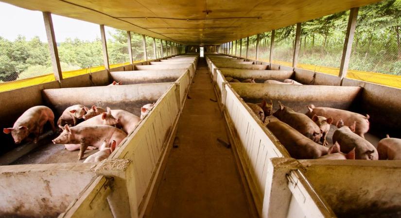60 éve vártak erre: brutális húsexport-dömpinget indíthat a dél-amerikai agráróriás