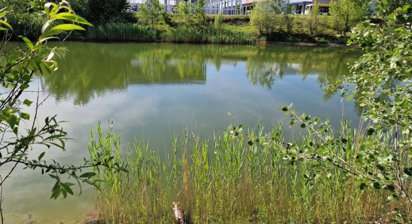 Greenpeace: Magzatkárosító oldószert mutattak ki a komáromi ipari park víztározójában