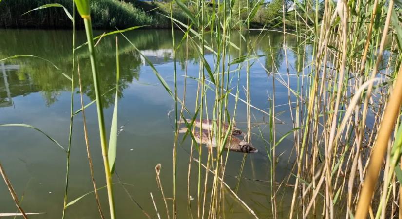 Magzatkárosító NMP-t találtak a civilek a komáromi ipari park víztározójában