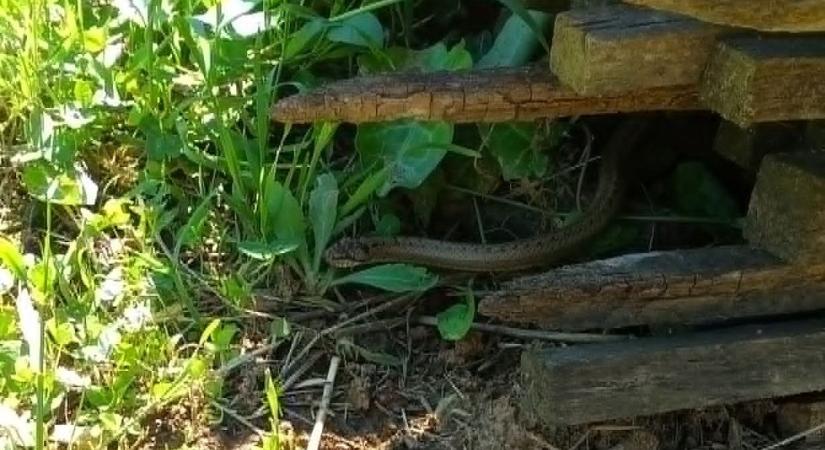 Gyönyörű kígyó terrorizálja a többi állatot egy harkányi kertben (FOTÓK)