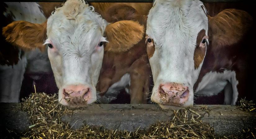 Aszály: dermesztő a kárigény a szakértő szerint – még a tehenek fejét is hiába hűtik