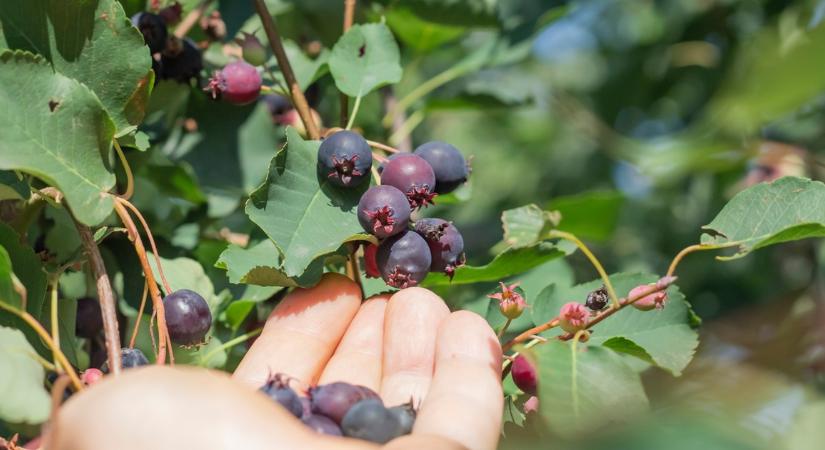 A hosszú élet gyümölcse csökkenti a koleszterinszintet, támogatja a bélműködést, és segít a vérszegénység kezelésében