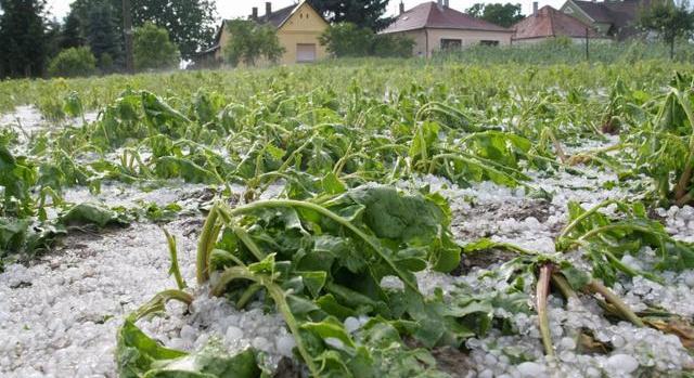 Visszafordíthatatlan károkat okozott az időjárás a magyar gyümölcsösökben: íme a mérleg