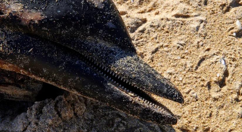Egyre több elpusztult delfint találnak a román tengerparton, drónrobbanás is felmerült az okok között