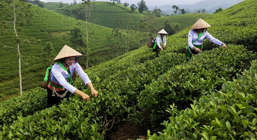 Zöld tea vagy matcha? Ez a különbség – és ezért nem mindegy, melyiket iszod