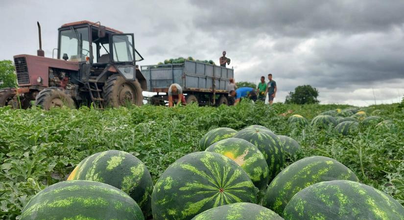 Jön a magyar dinnye: napokon belül indul a szabadföldi szezon