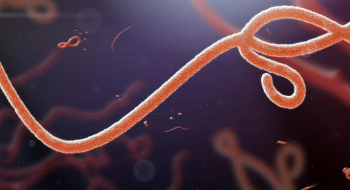 Ebola Európában – Megjelent a Bundibugyo vírus Franciaországban