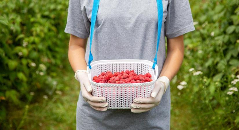 Szedd magad és termelői málna: most van a szezonja, ilyen árakra számíts