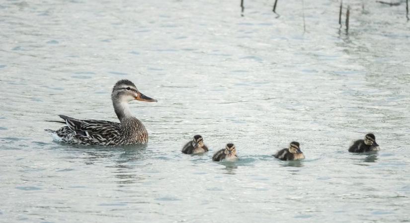 Erős széllökések és kánikula a Balatonnál – elsőfokú viharjelzés van érvényben