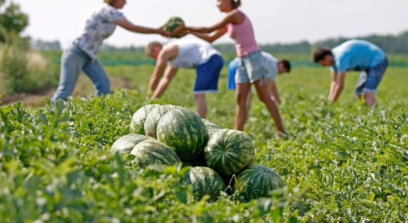 Kezdődik a dinnyeszezon, és nem is lesz akármilyen: mézédes gyümölcsök várhatóak