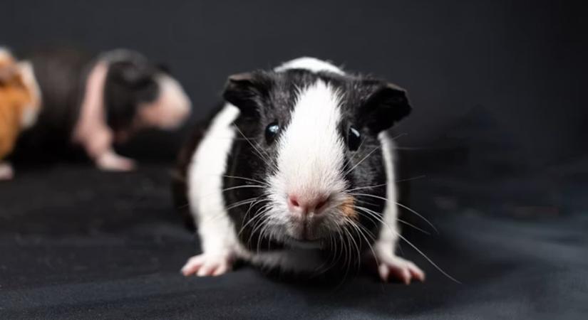 A tengerimalac nem szól, hogy magányos – csak csendben rosszabbul lesz
