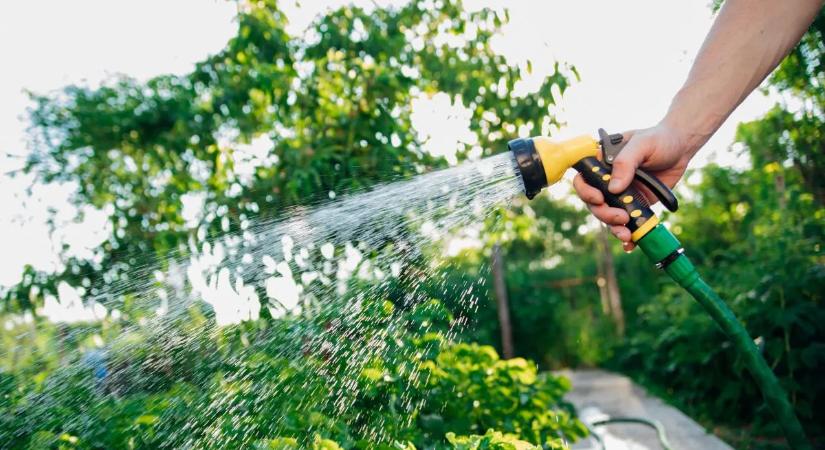Elárulták a szakértők: ekkor érdemes locsolni, hogy a növények túléljék a kánikulát