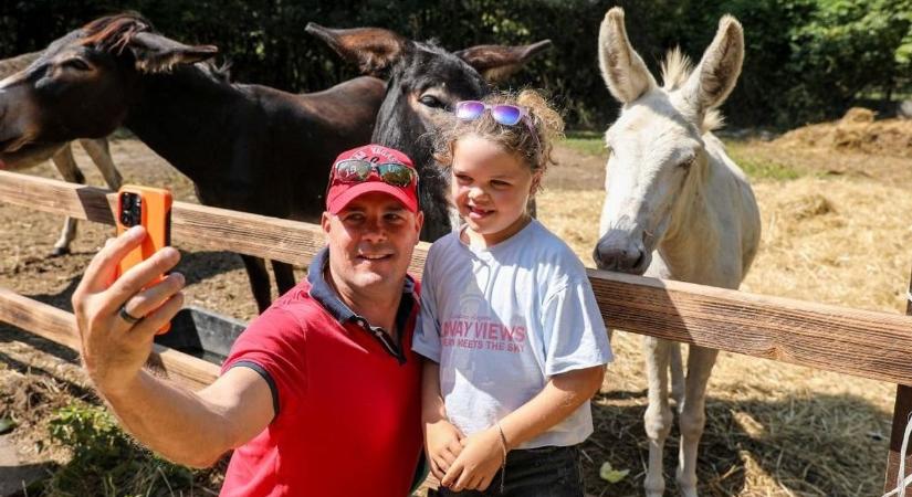 Szamárfarm - Nagy ünnepséggel készülnek a második születésnapjukra