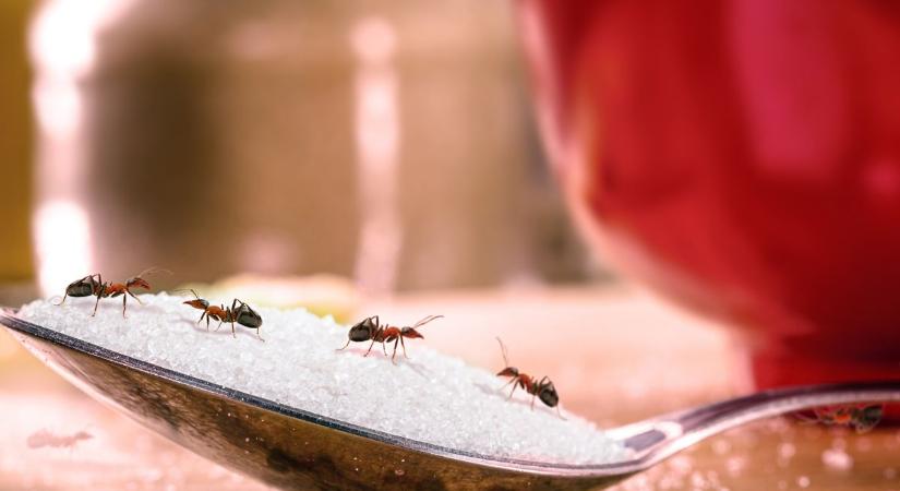 A kártevők hozzád menekülnek a kánikula elől? Így védekezz!