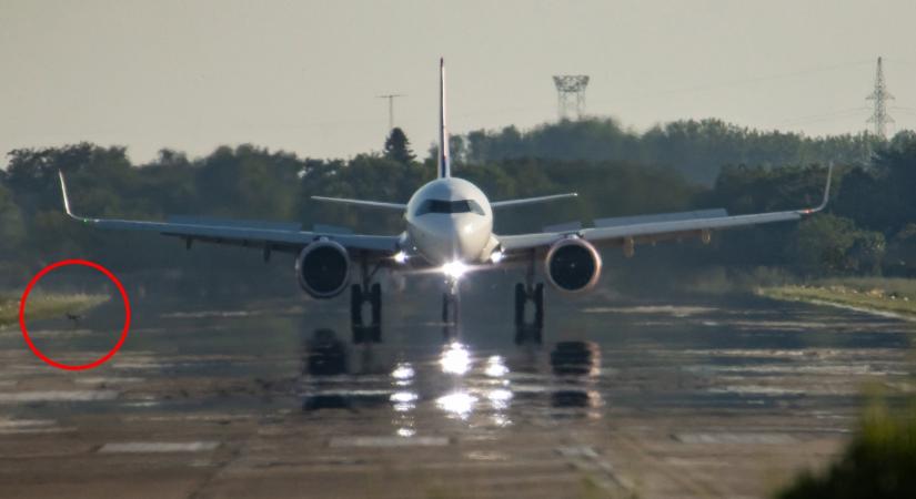 Róka sétált át a Wizz Air landoló járata előtt Debrecenben