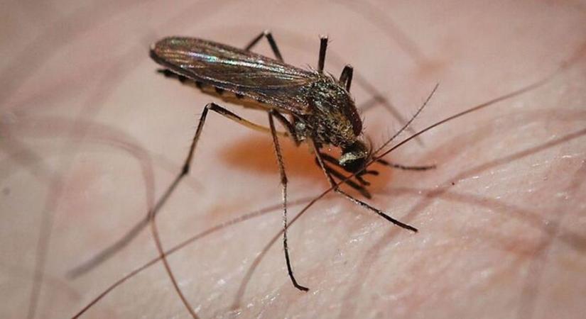 Rengeteg a szúnyog Pécsen, rengetegen szenvednek a vérszívóktól
