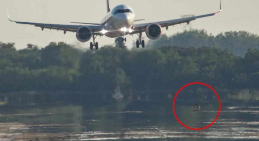 Róka sétált a landoló Wizz Air-gép elé Debrecenben: a spotter fotóin tűnt fel a veszélyes pillanat – fotókkal, videóval