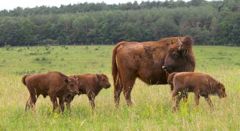 Bölények az Őrségi Nemzeti Parkban: öt borjú született, és még nincs vége a bébibummnak