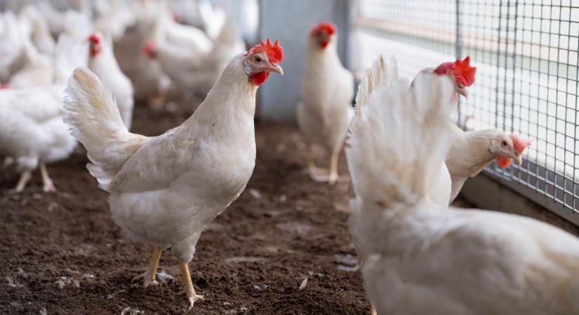 Ezerszámra pusztulnak az állatok: már a birtokokon ássák el a tetemeket