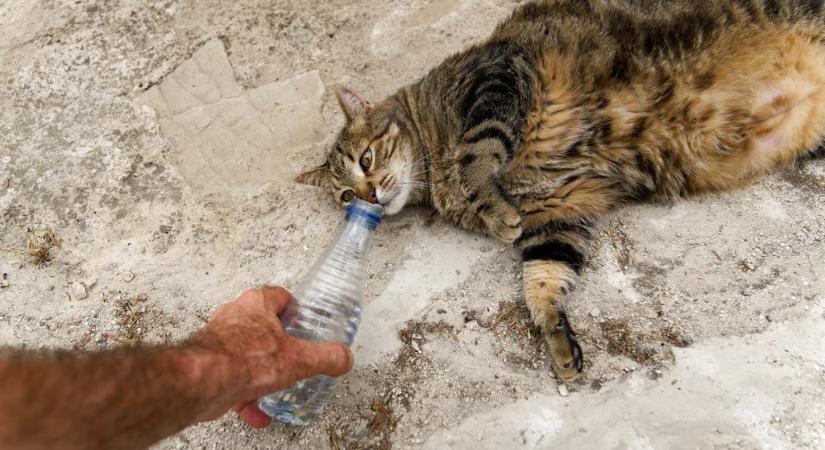 Életmentő otthoni tesztek: honnan tudni, ha kiszáradt a macska?