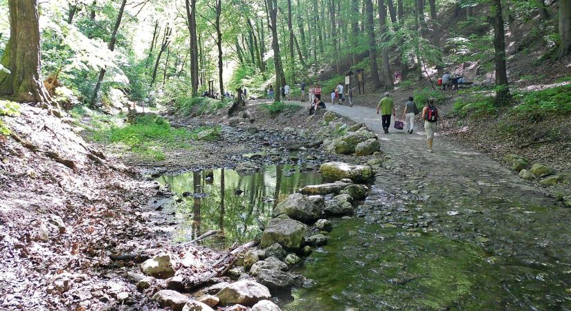 A vadregényes Cuha-völgy – ahol a Bakony legszebb arca vár