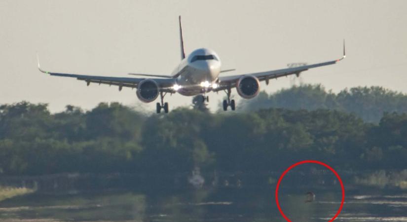 Róka sétált át a Wizz Air landoló ciprusi járata előtt a debreceni repülőtéren