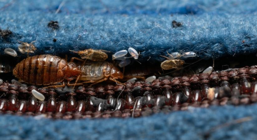 Ezekből a jelekből ismerheti fel az ágyi poloskákat