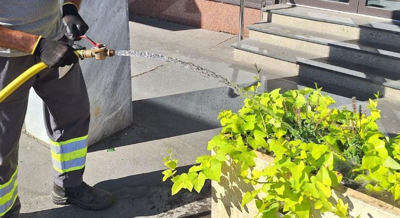 Szorgalmasan öntözik a növényeket a Győr-Szol munkatársai