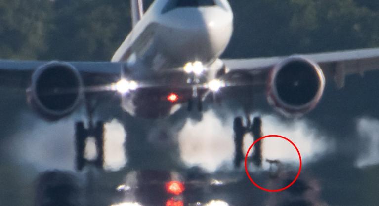 Egy róka flangált a debreceni kifutópályán, miközben szállt le a Wizz Air gépe