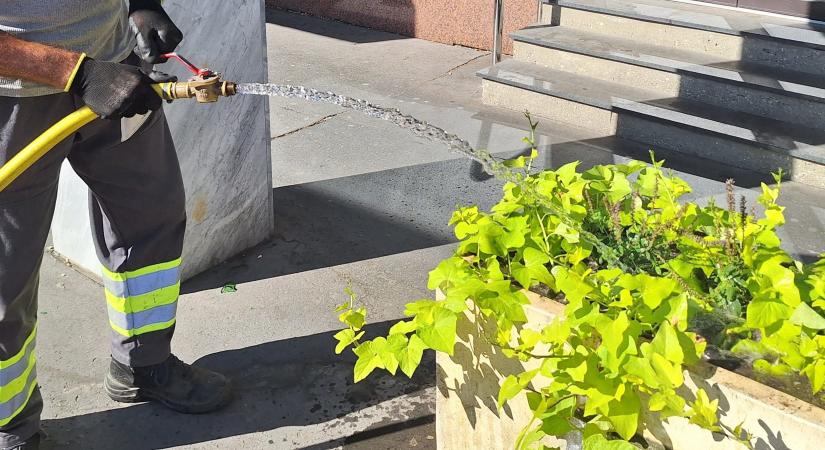 Öntözik a növényeket a Győr-Szol munkatársai