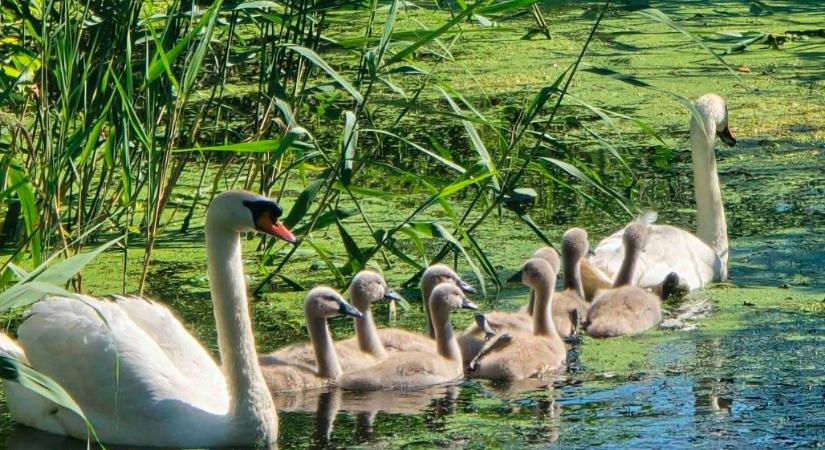 Egymillió köbméter vízhez jutottak borsodi holtágak