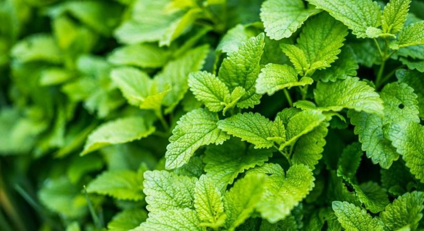 A menta pillanatok alatt elterjedhet a kertben - ezzel a módszerrel kordában tarthatod