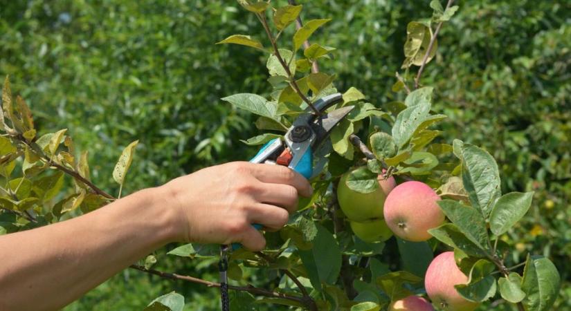 A gyümölcsfák nyári metszése nem mindig jó ötlet - ennél a fajnál különösen figyelni kell
