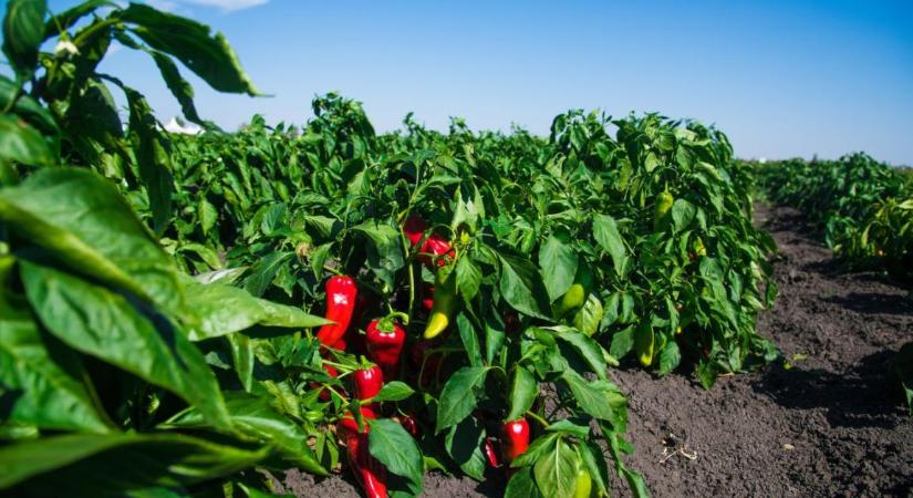 A paprika levele száradni kezdett? A hőség mellett ez a probléma is állhat mögötte