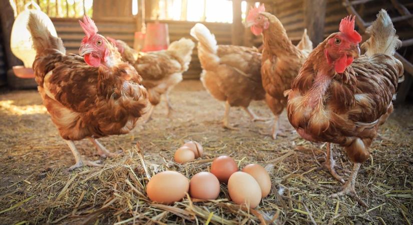 Baromfi állatjóléti támogatás: ezeket a határidőket nem szabad elmulasztani