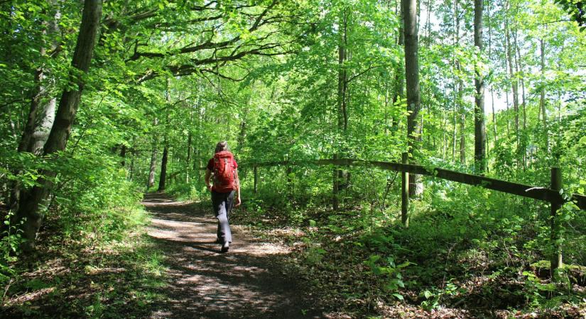 Eltévedt külföldi turistát kellett menteni a visegrádi erdőből