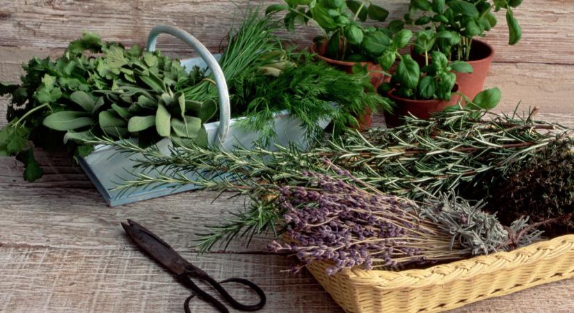 Ingyen kínálják a természet kincseit a mesés zalai völgyben: kóstolók, előadások is várnak a Herba Festen