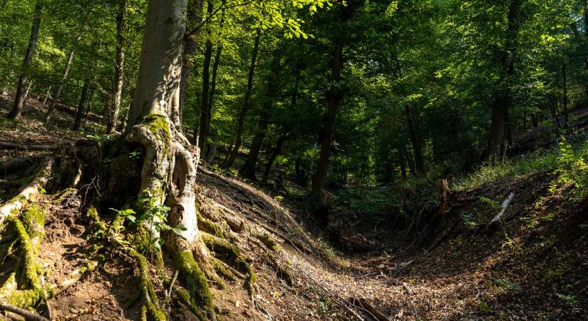 Riasztották a mentőcsapatot: eltévedt egy külföldi turista a visegrádi erdőben