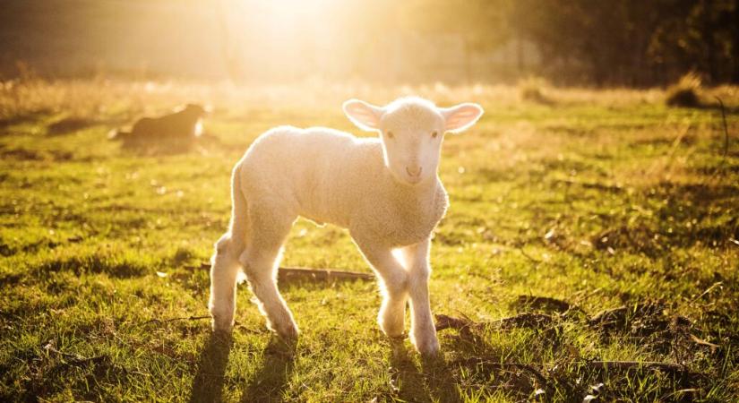 Egy romániai gazdaság, ahol ma is él a transzhumancia