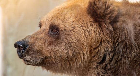 Uniós segítséget kér Hargita megye a növekvő ember–medve konfliktusok kezeléséhez