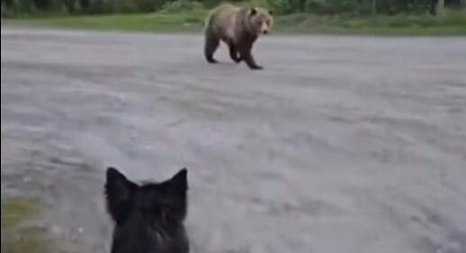 Videó: Alig sikerült elüldöznie a nyomukba szegődő medvét egy kutyáját sétáltató kanadai nőnek