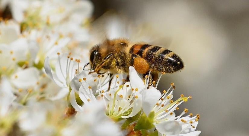4,3 százalékra csökkent májusban a munkanélküliségi ráta