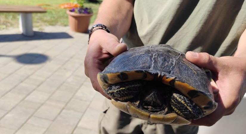 Már a tó partján járt a különös jövevény, az utolsó pillanatban léptek közbe