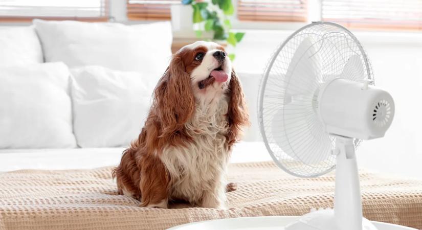 Ezt a hibát mindenki elköveti a ventilátor használata közben